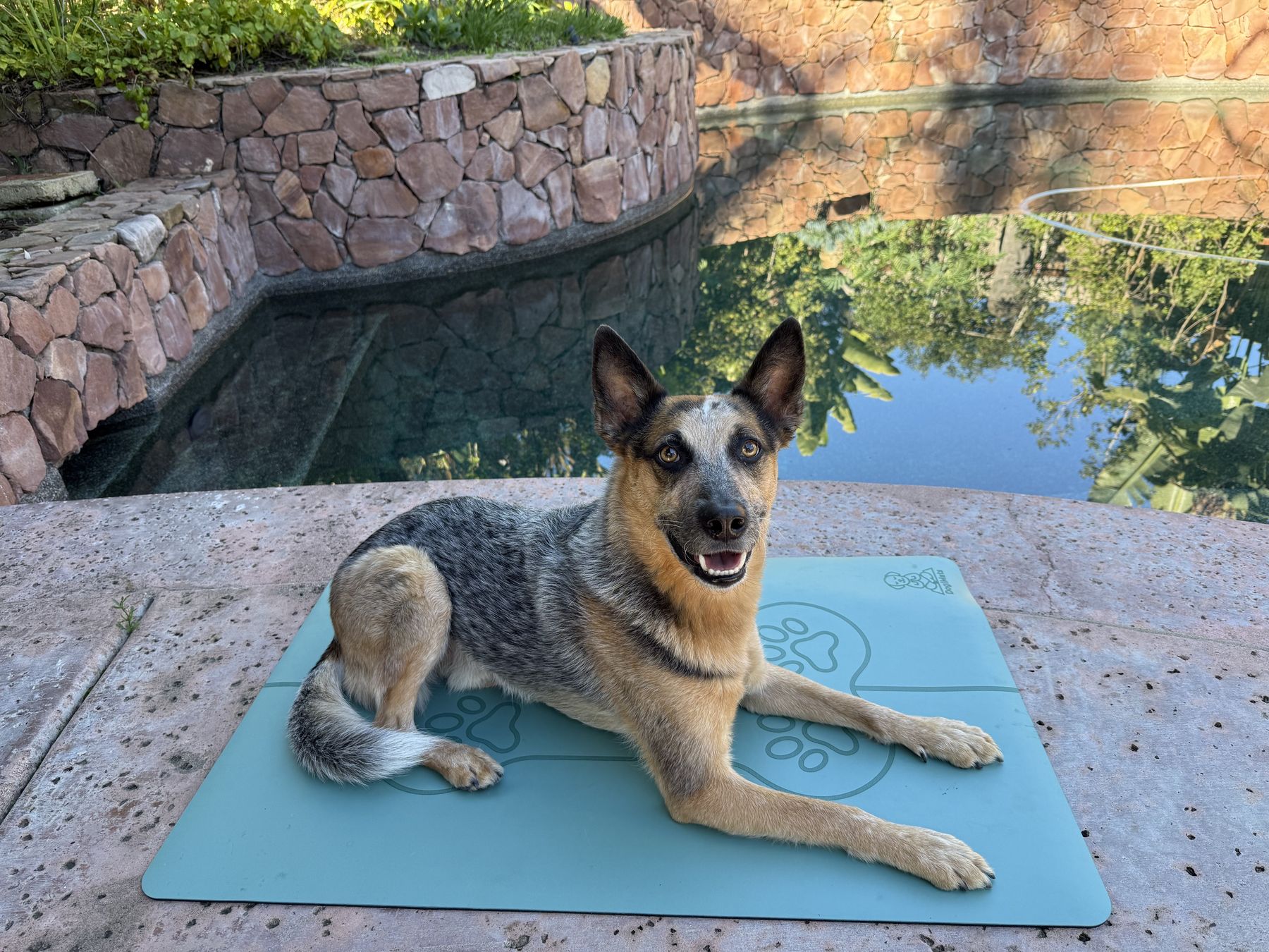 Cattle dog relaxing on a turquoise DogiMat beside a pool